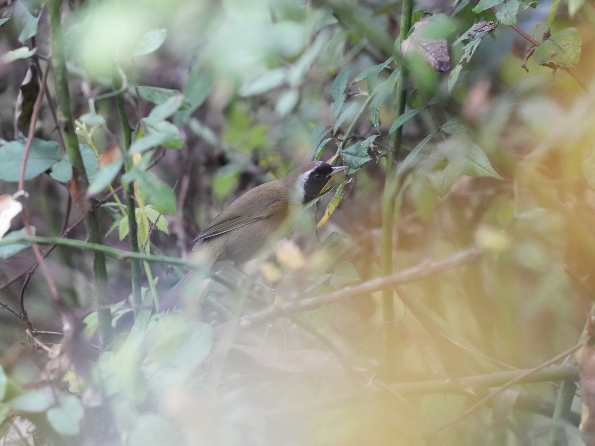Common Yellowthroat - ML624355397
