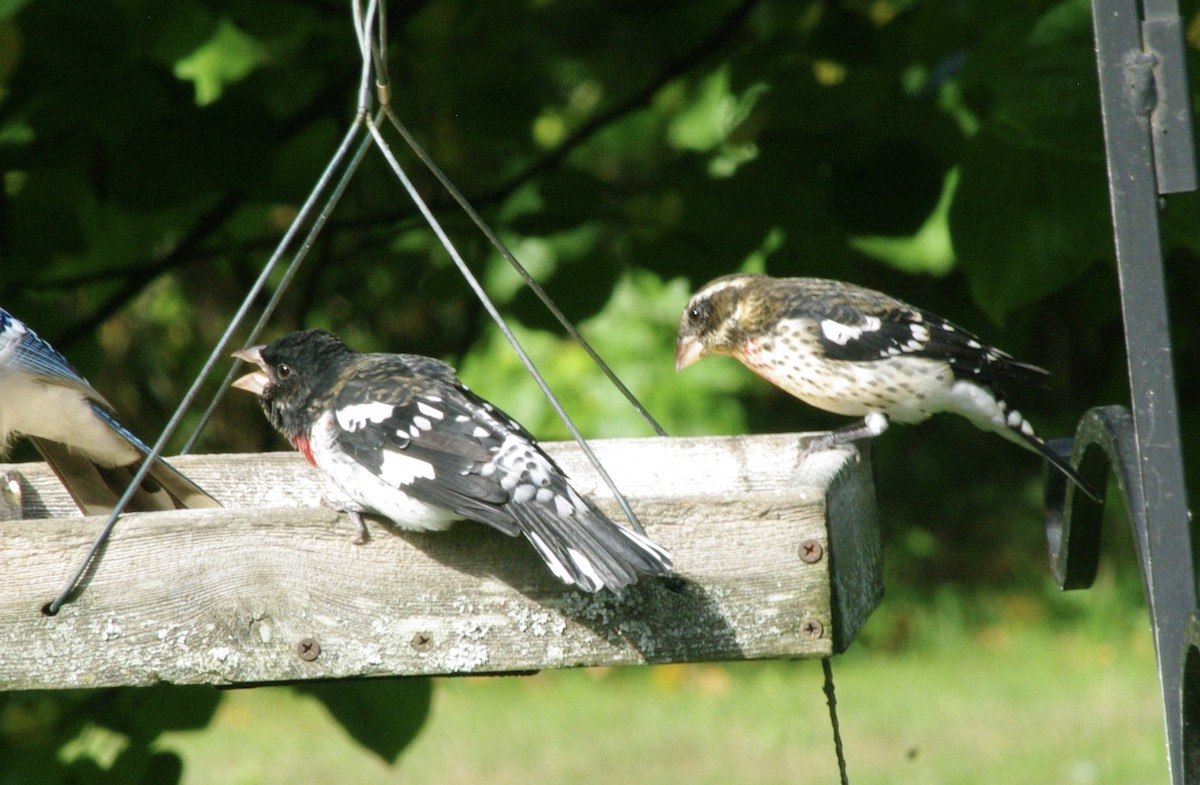 Rose-breasted Grosbeak - ML624355418