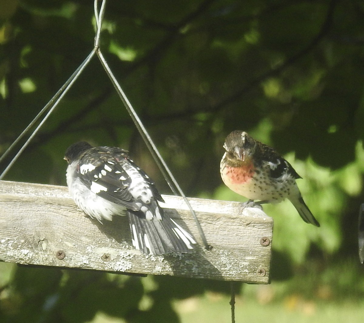 Rose-breasted Grosbeak - ML624355421