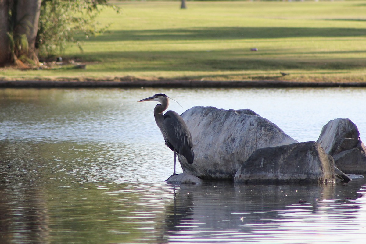 Great Blue Heron - ML624355661