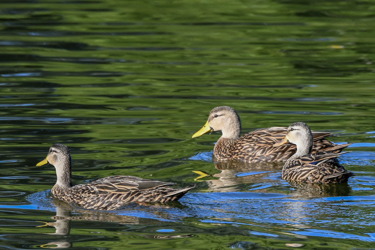 Mottled Duck - ML624355853