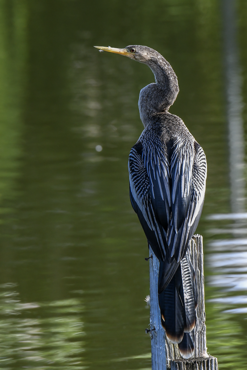 Anhinga d'Amérique - ML624355874