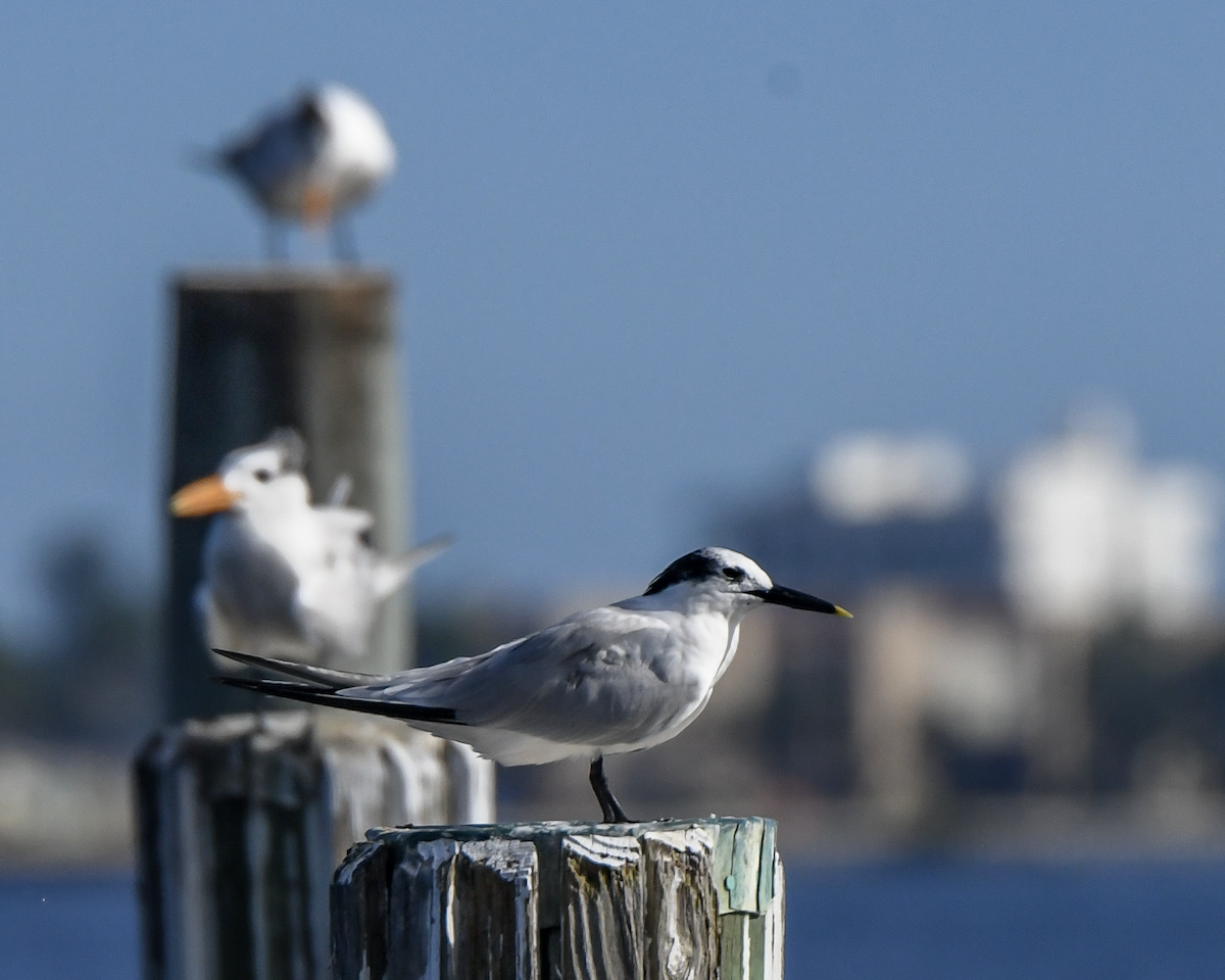 Sandwich Tern - Erik Martin