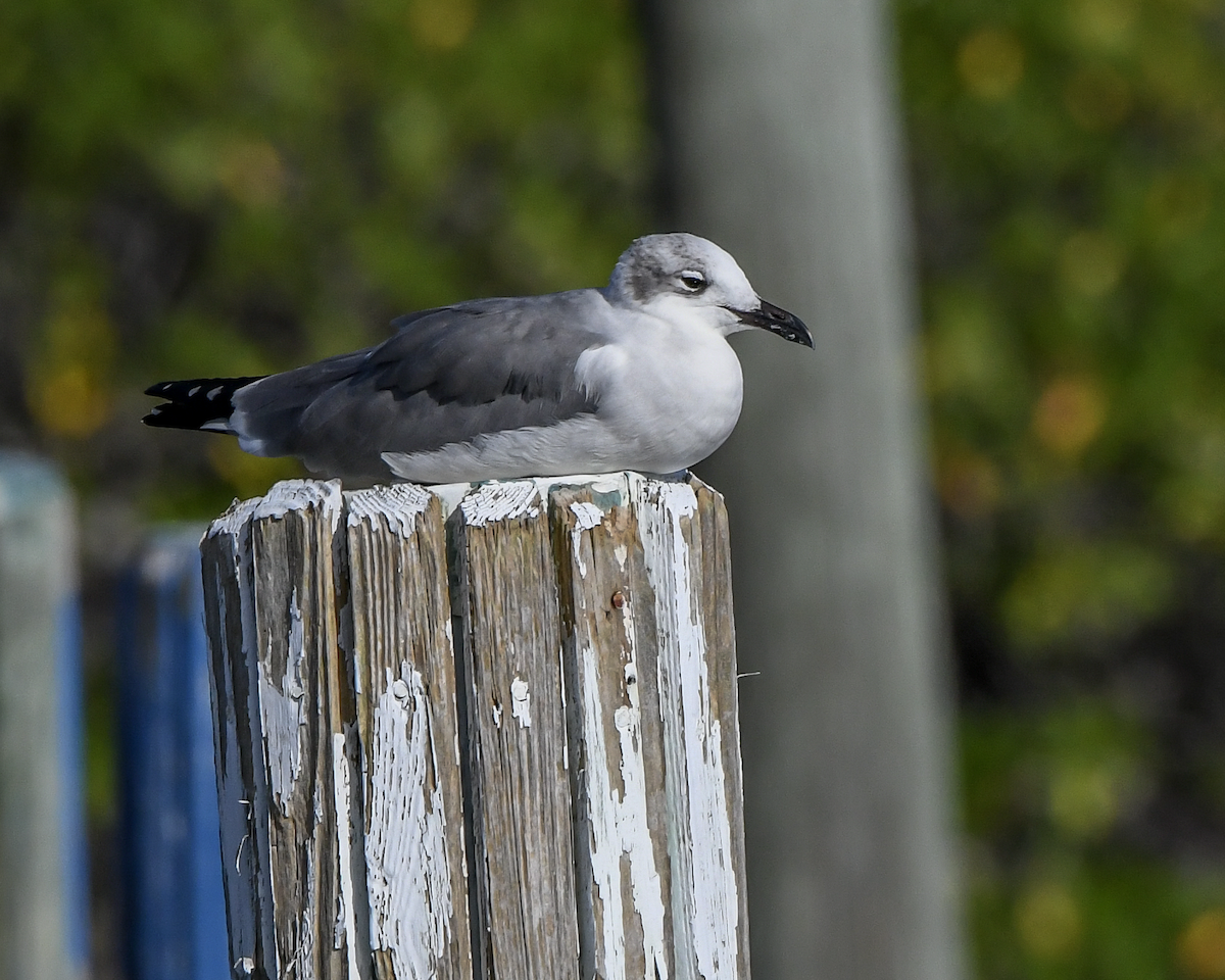 Mouette atricille - ML624355908