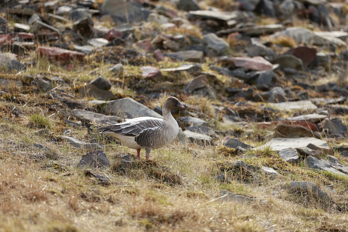 Pink-footed Goose - ML624355936