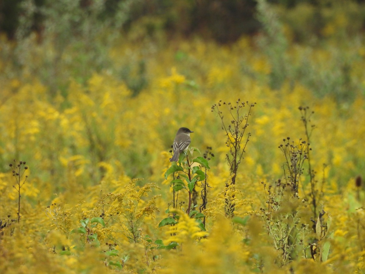 Eastern Phoebe - ML624355950