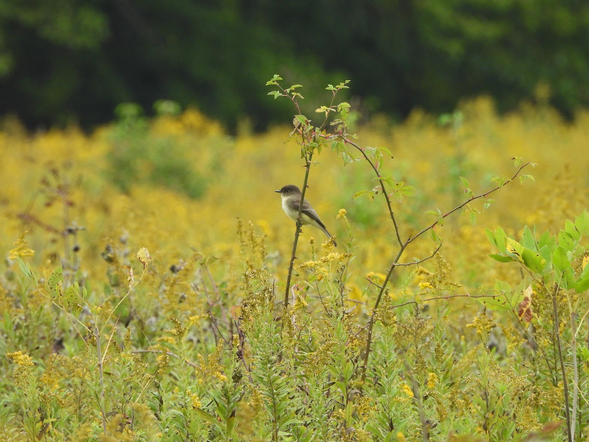 Eastern Phoebe - ML624355994