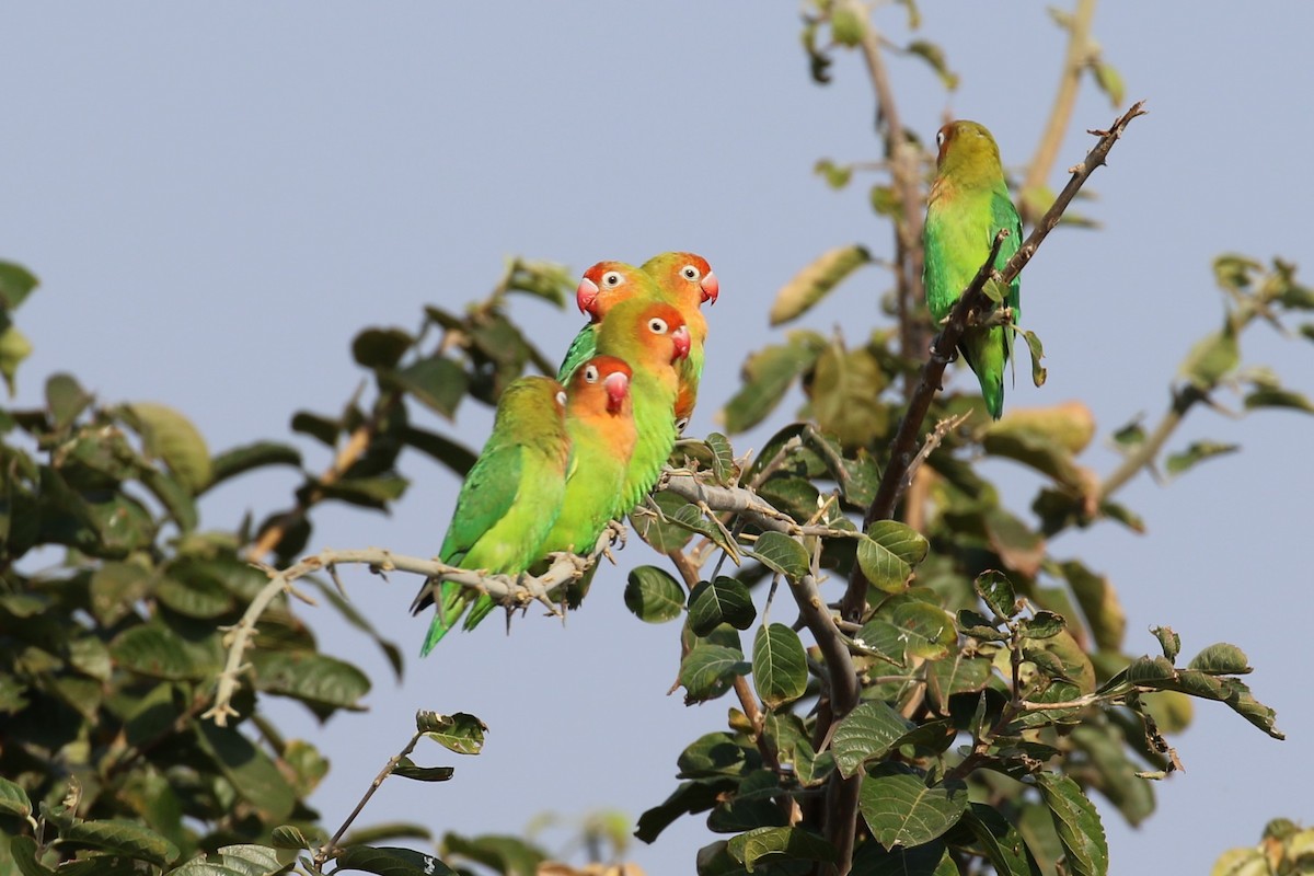 Lilian's Lovebird - Anne-Marie Harris