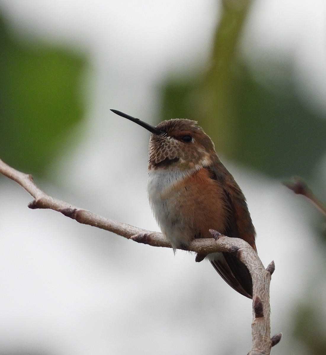 Rufous/Allen's Hummingbird - ML624356183