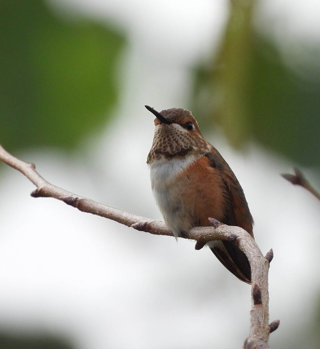 Rufous/Allen's Hummingbird - ML624356192