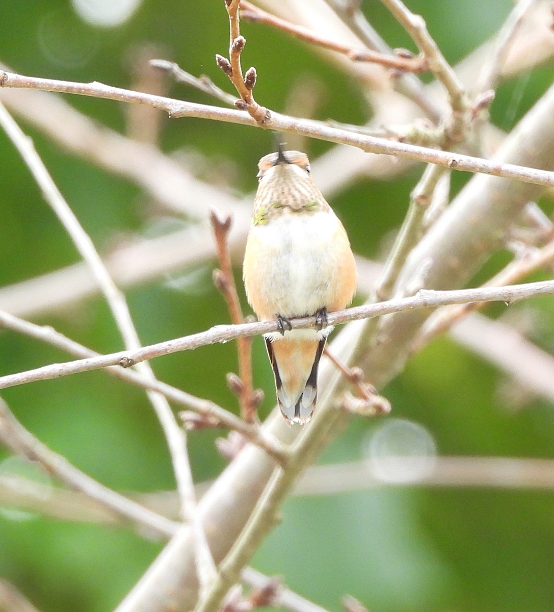 Rufous/Allen's Hummingbird - ML624356207