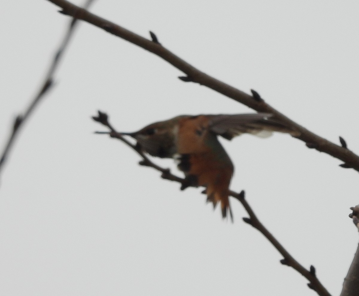 Rufous/Allen's Hummingbird - ML624356215