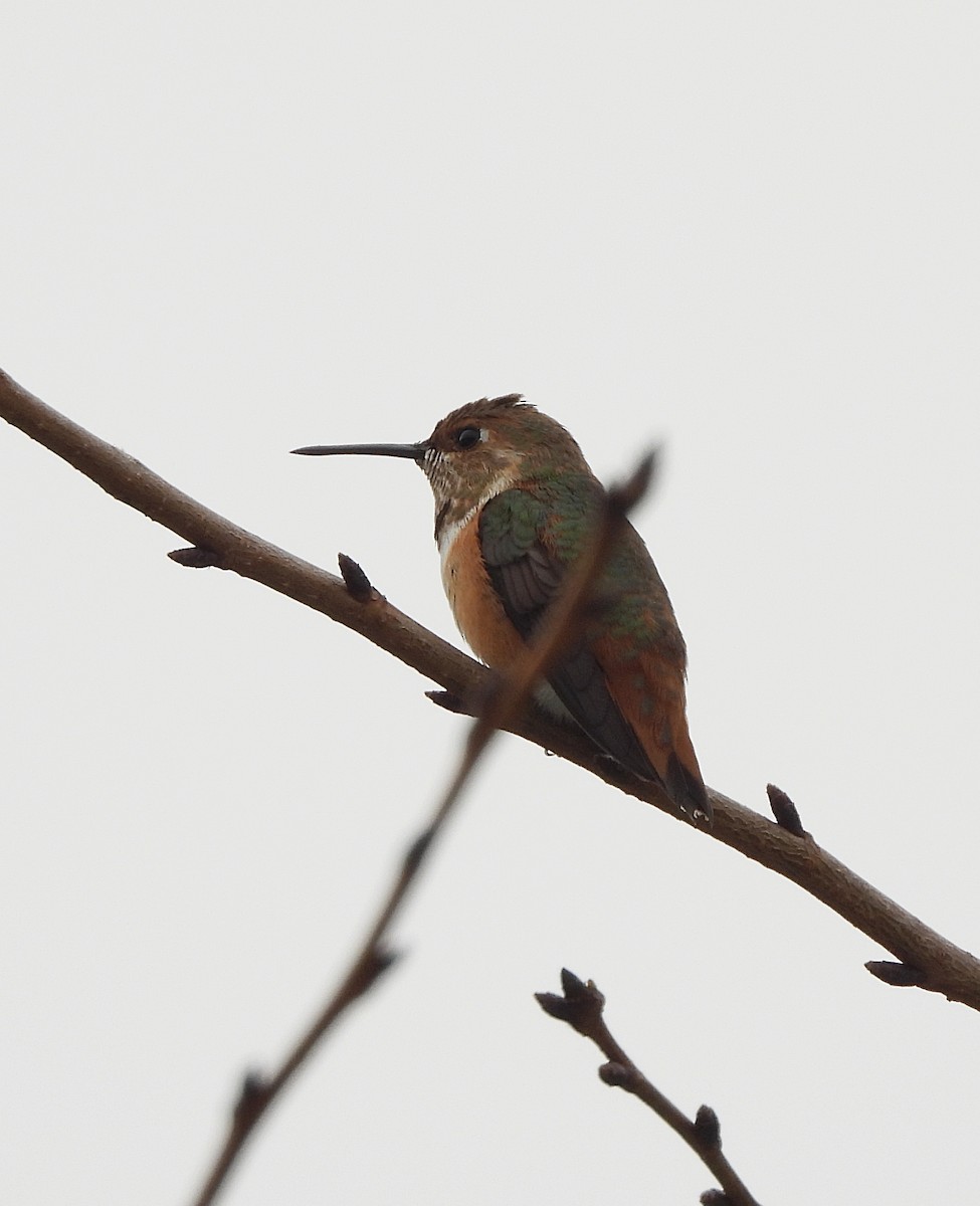 Rufous/Allen's Hummingbird - ML624356219