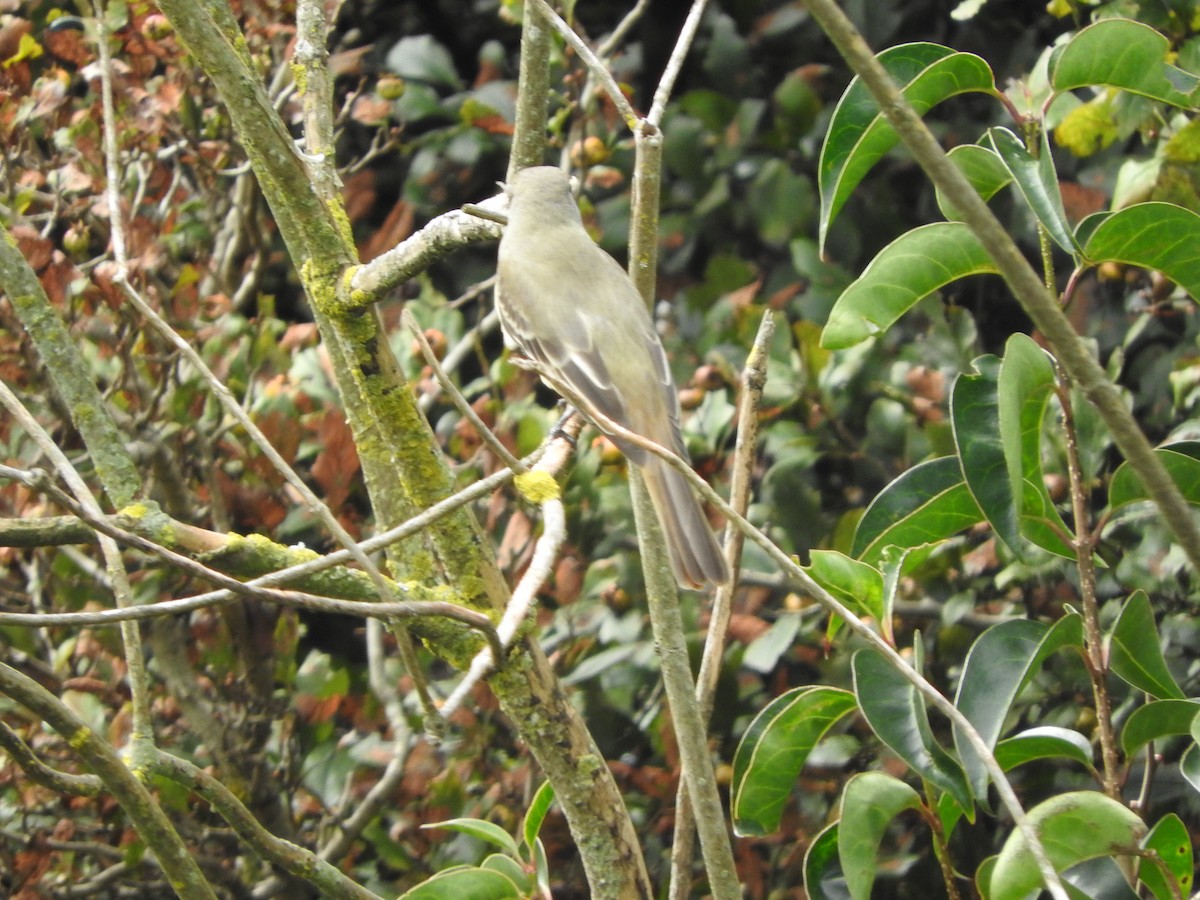 Great Crested Flycatcher - ML624356223