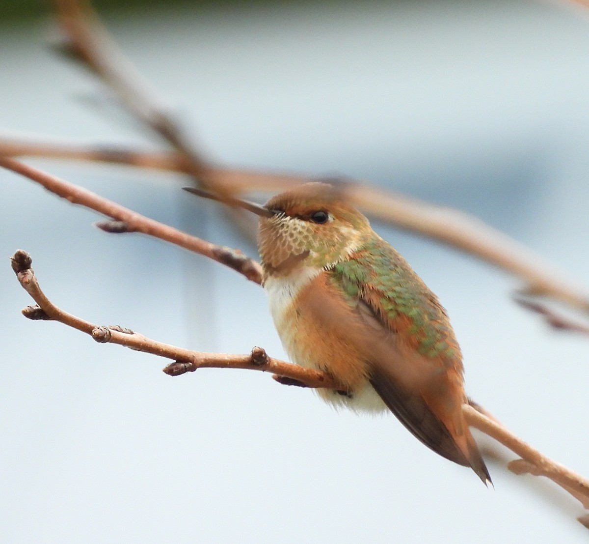 Rufous/Allen's Hummingbird - ML624356224