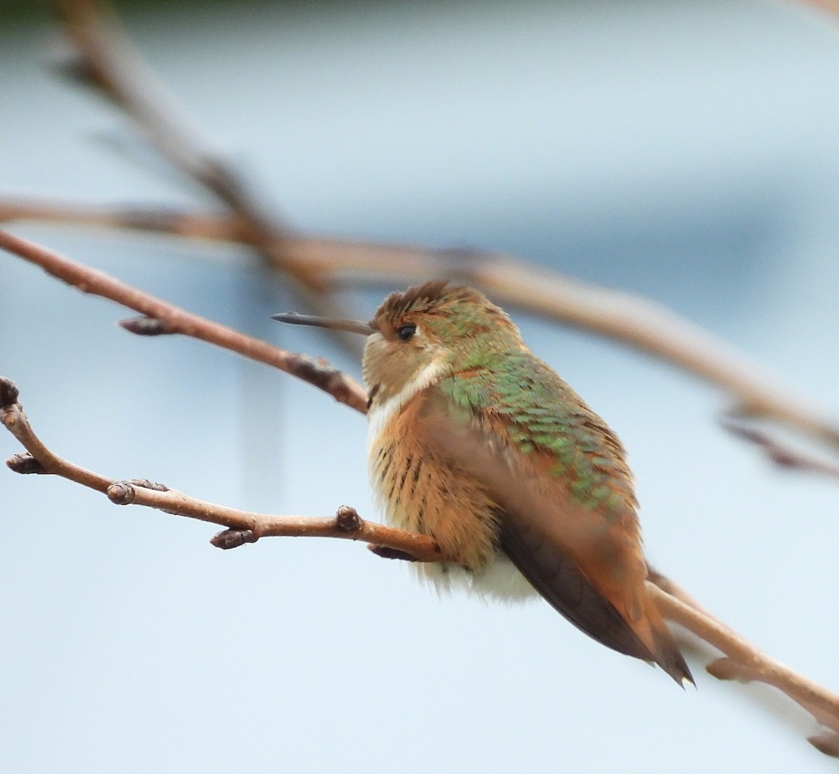 Rufous/Allen's Hummingbird - ML624356226