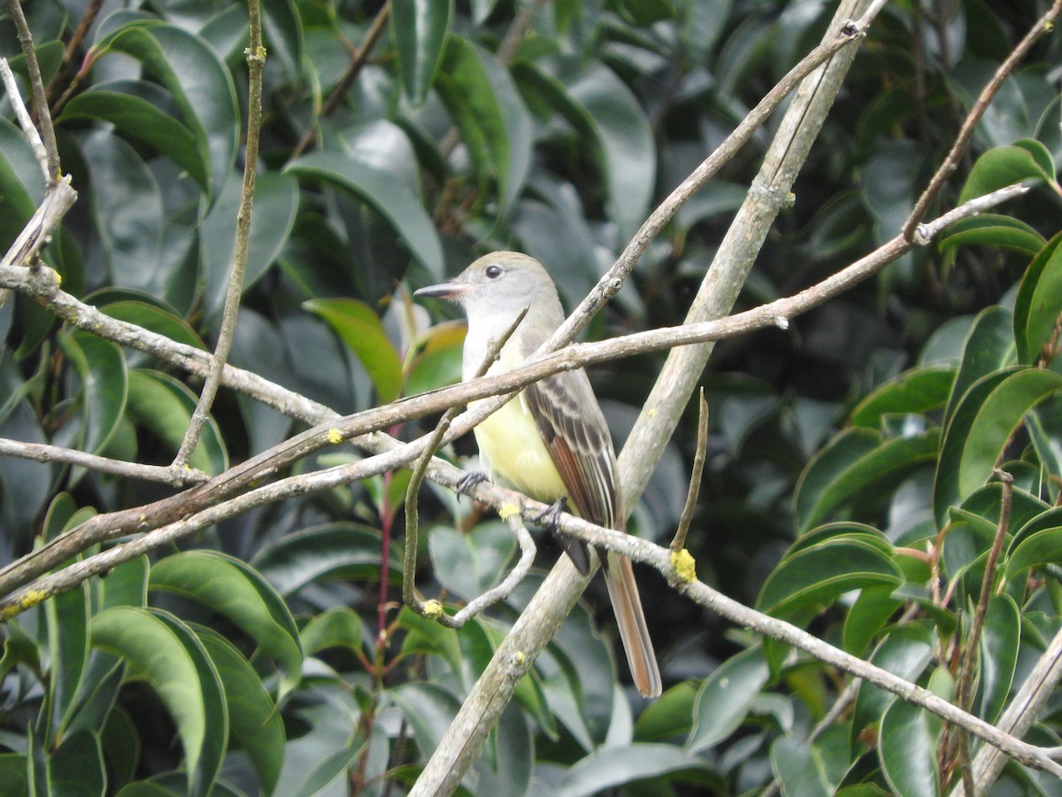 Great Crested Flycatcher - ML624356228