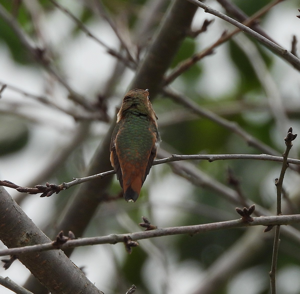 Rufous/Allen's Hummingbird - ML624356234