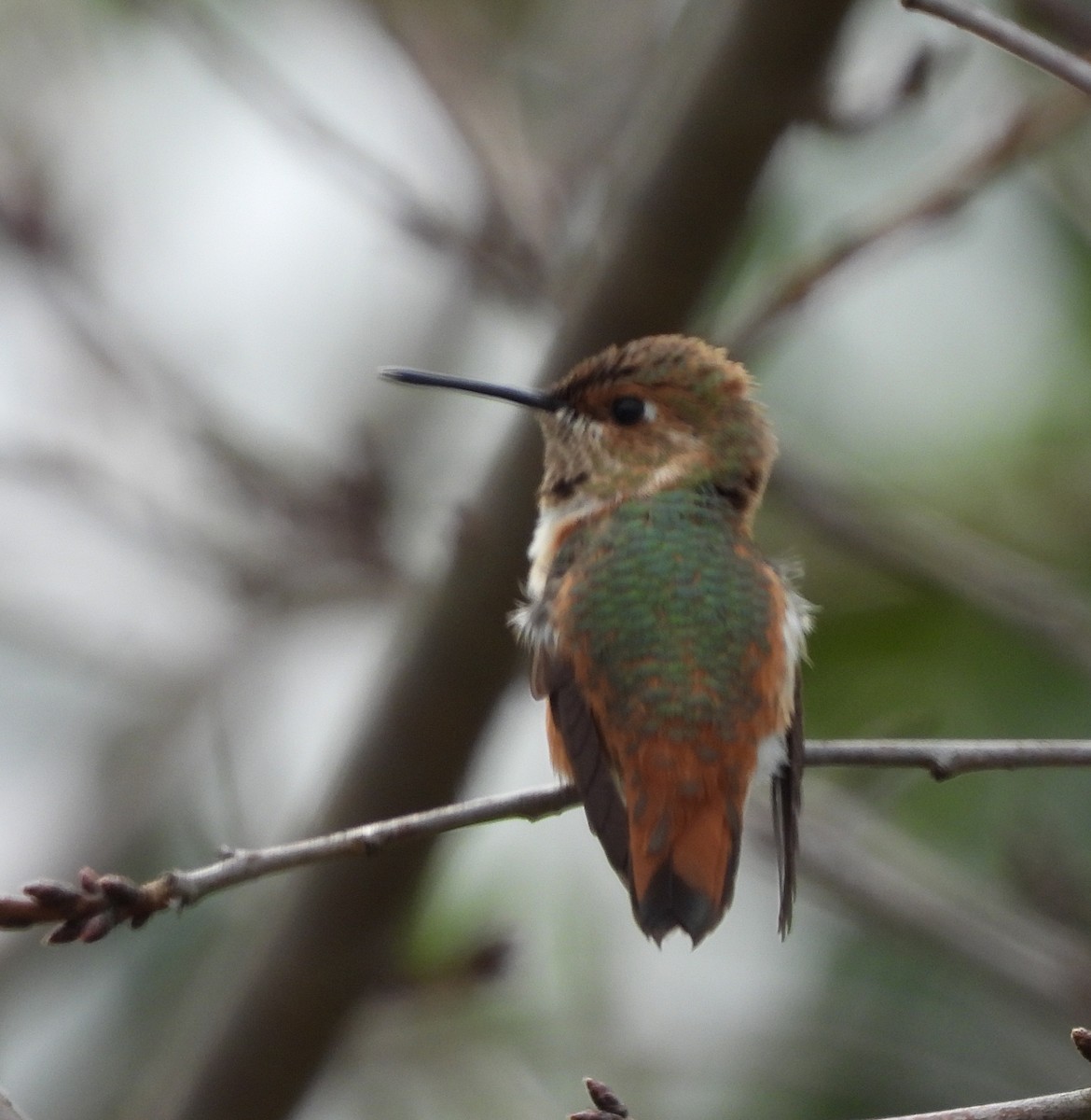 Rufous/Allen's Hummingbird - ML624356247