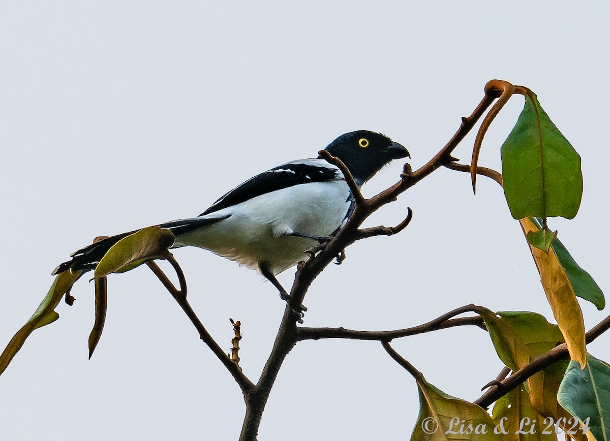 Magpie Tanager - ML624356619