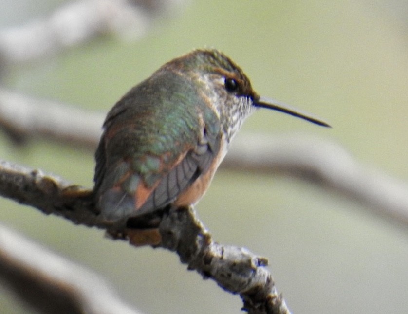 Rufous/Allen's Hummingbird - ML624356645