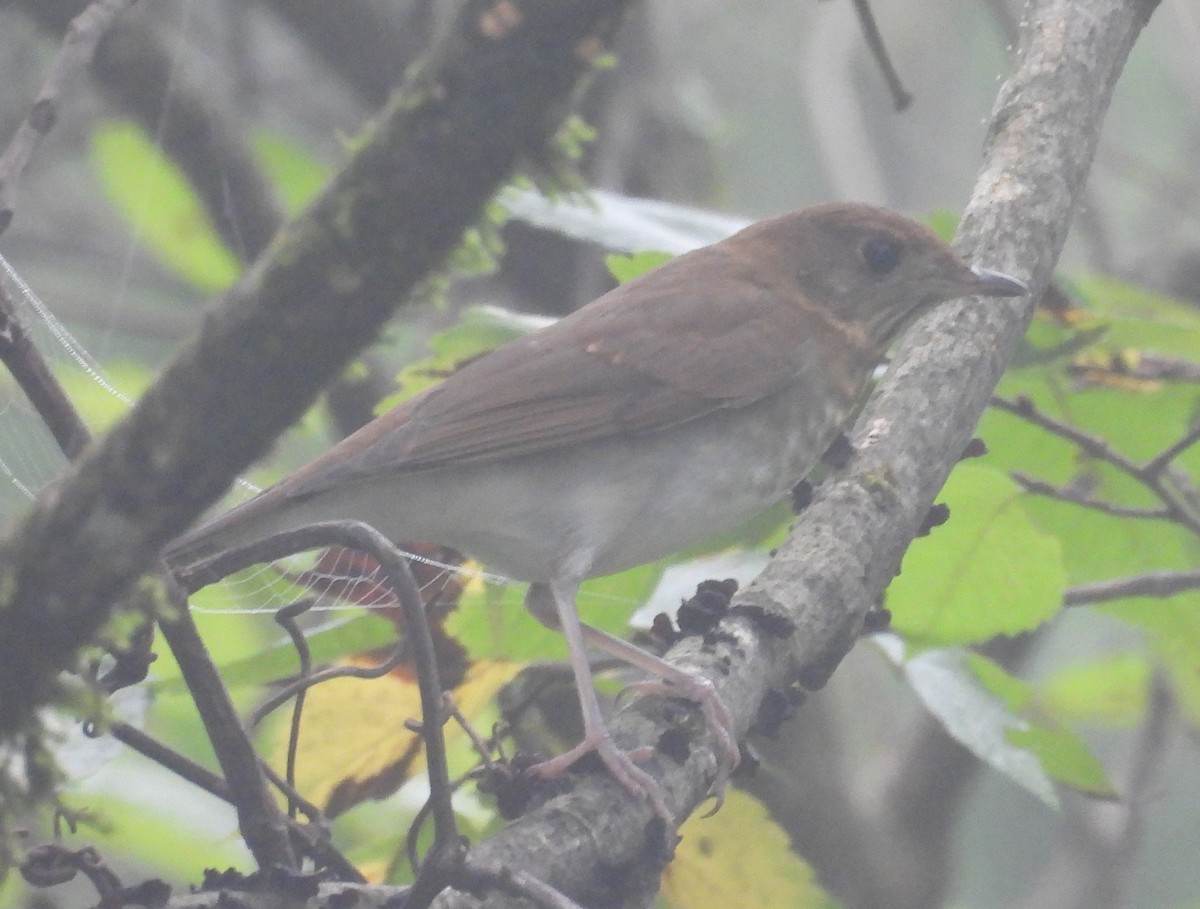 Catharus sp. - ML624356689