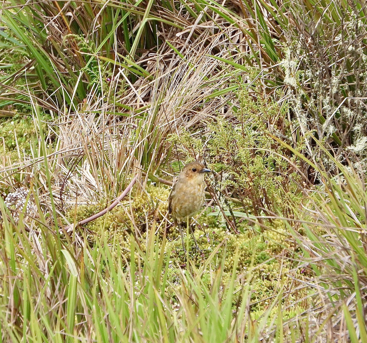 Boyaca Antpitta - ML624356809