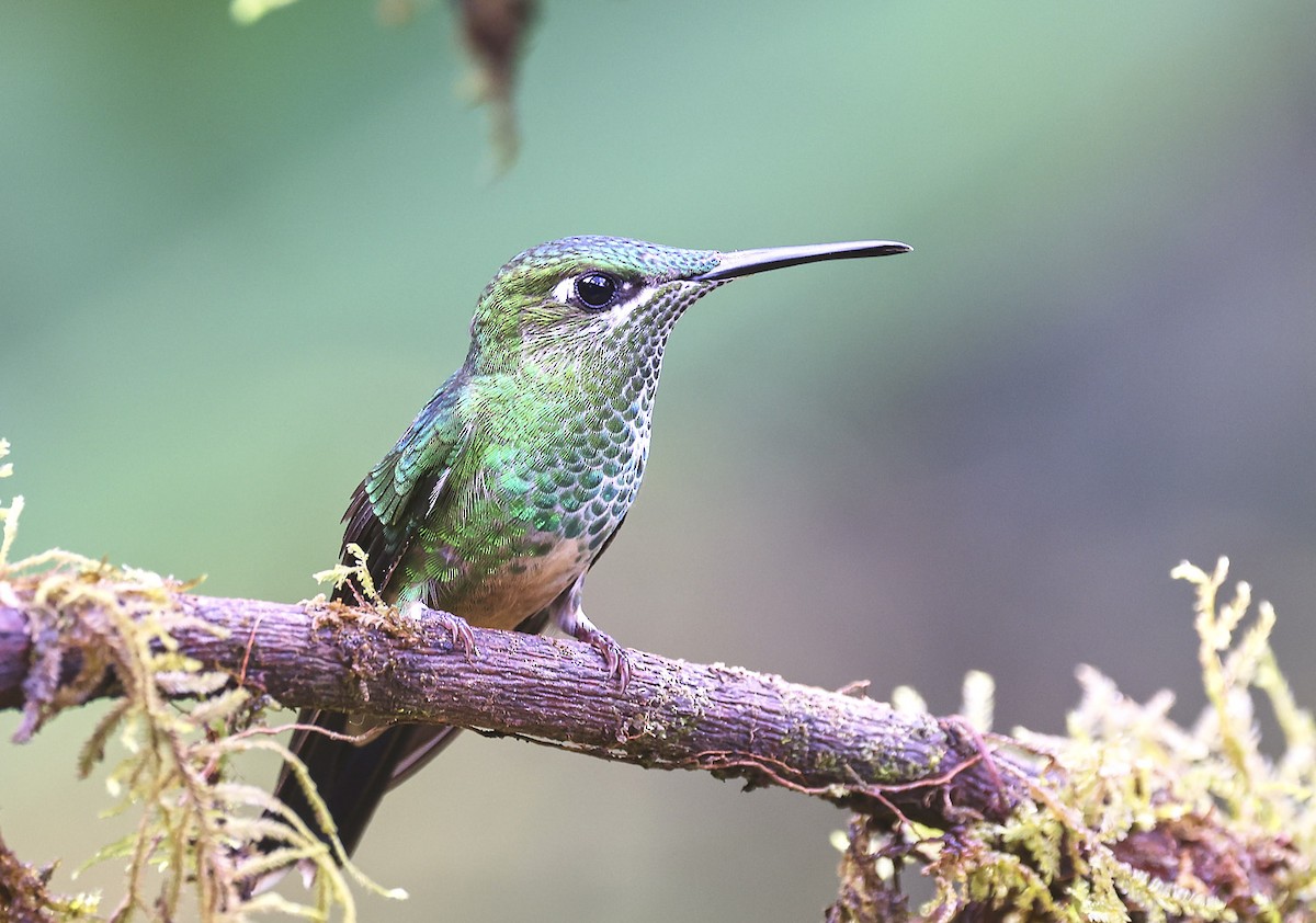 Violet-fronted Brilliant - ML624356994