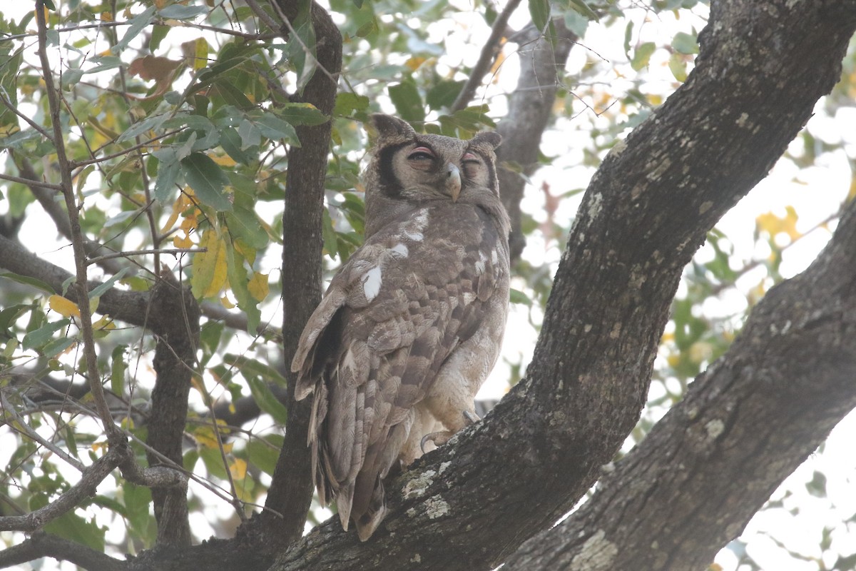 Verreaux's Eagle-Owl - Anne-Marie Harris