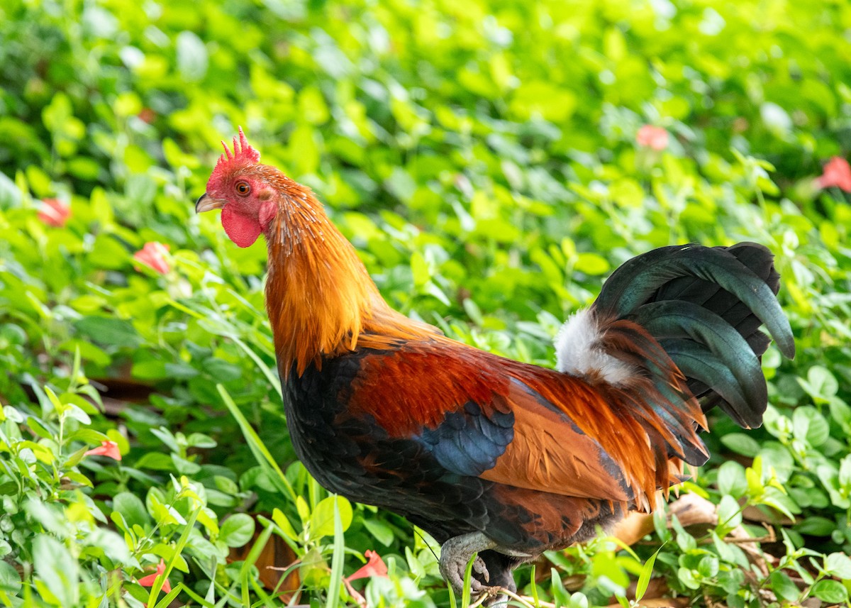 Red Junglefowl (Domestic type) - ML624357021