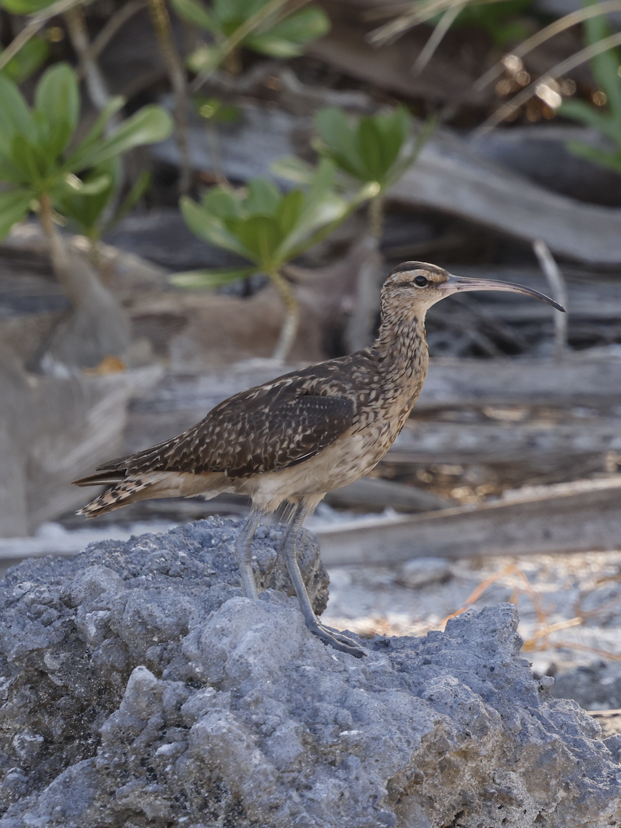 Bristle-thighed Curlew - ML624357099