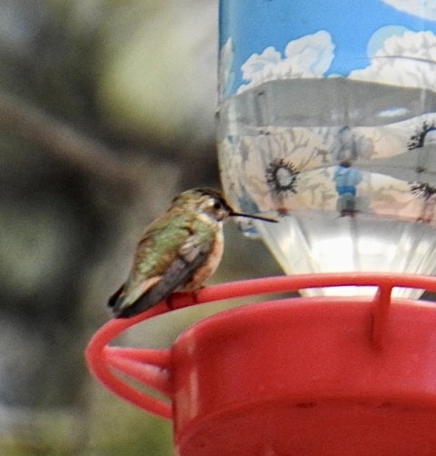 Rufous/Allen's Hummingbird - Brian Ison