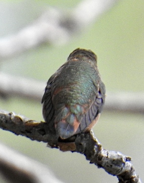 Rufous/Allen's Hummingbird - ML624357117