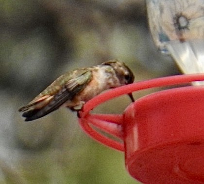 Rufous/Allen's Hummingbird - ML624357118