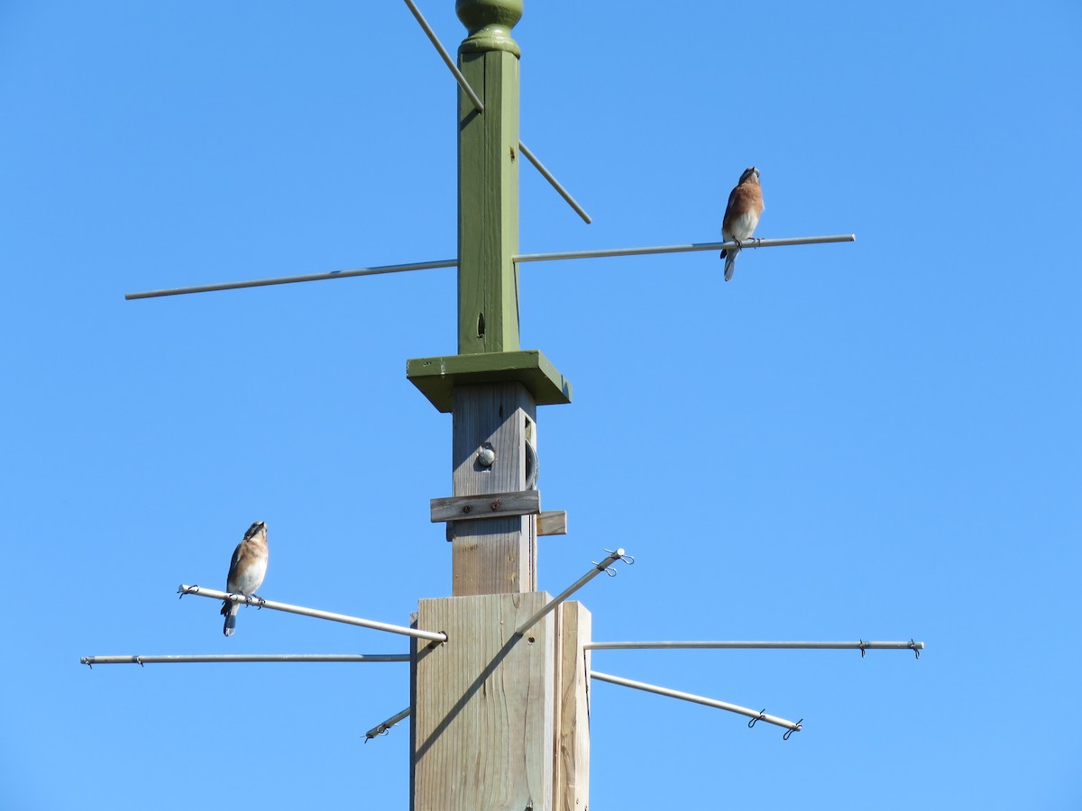 Eastern Bluebird - ML624357157