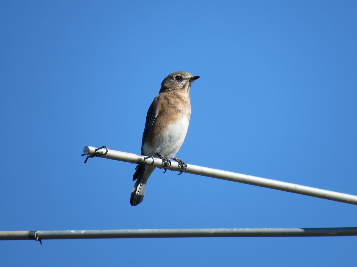 Eastern Bluebird - ML624357185