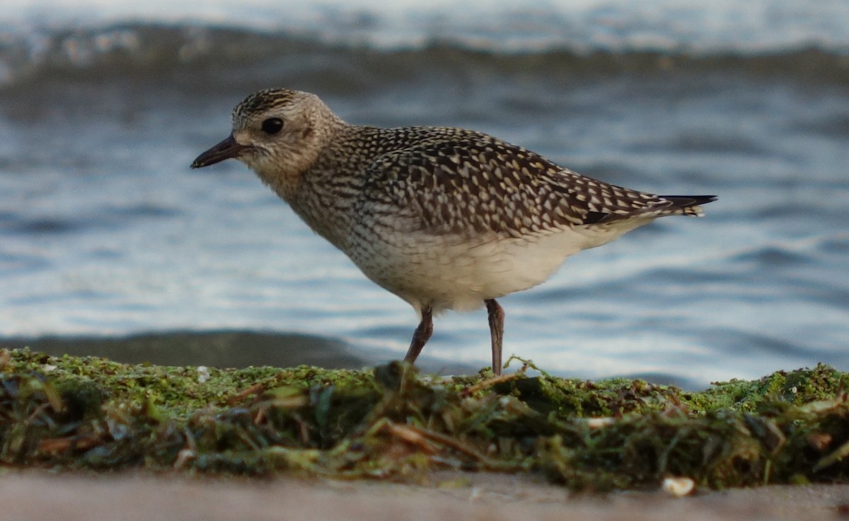 Black-bellied Plover - ML624357241