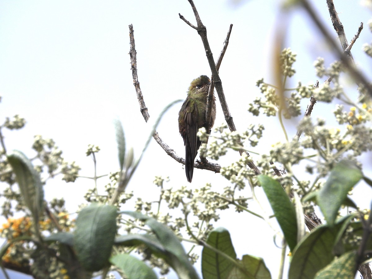 Bronze-tailed Thornbill - ML624357242