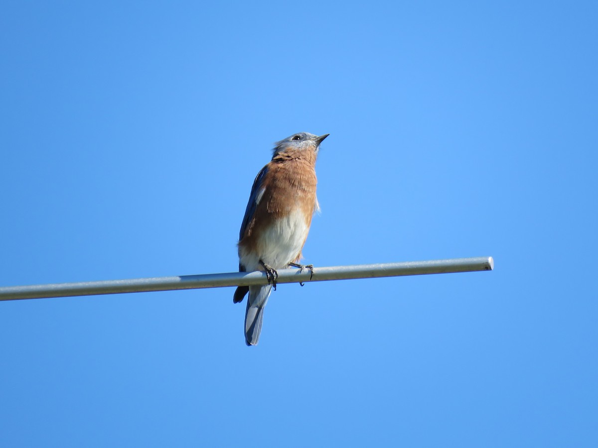 Eastern Bluebird - ML624357247