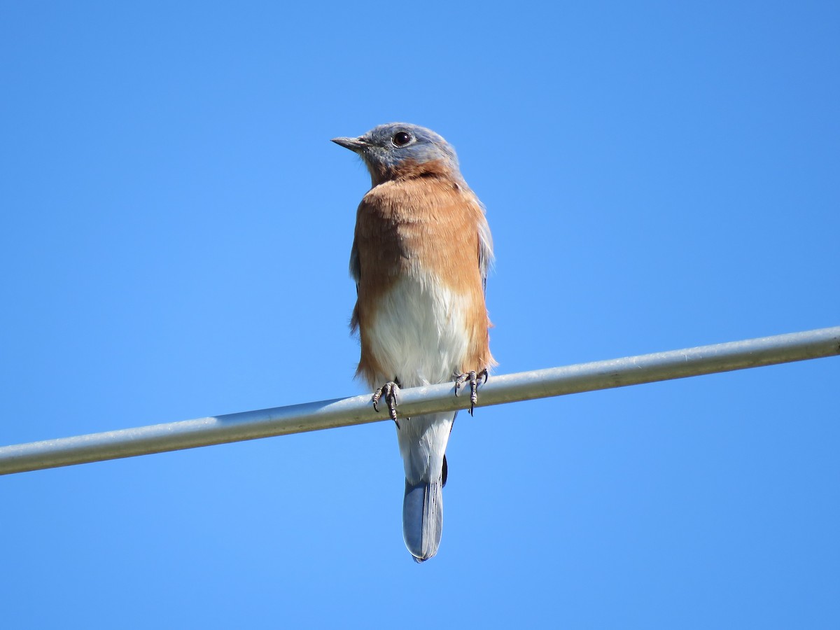 Eastern Bluebird - ML624357264