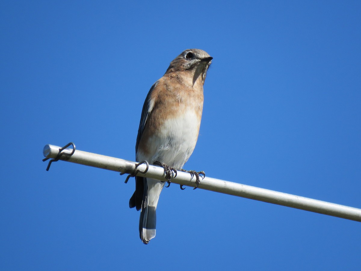 Eastern Bluebird - ML624357334