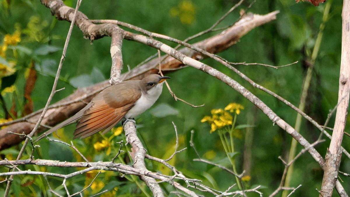 Yellow-billed Cuckoo - ML624357710
