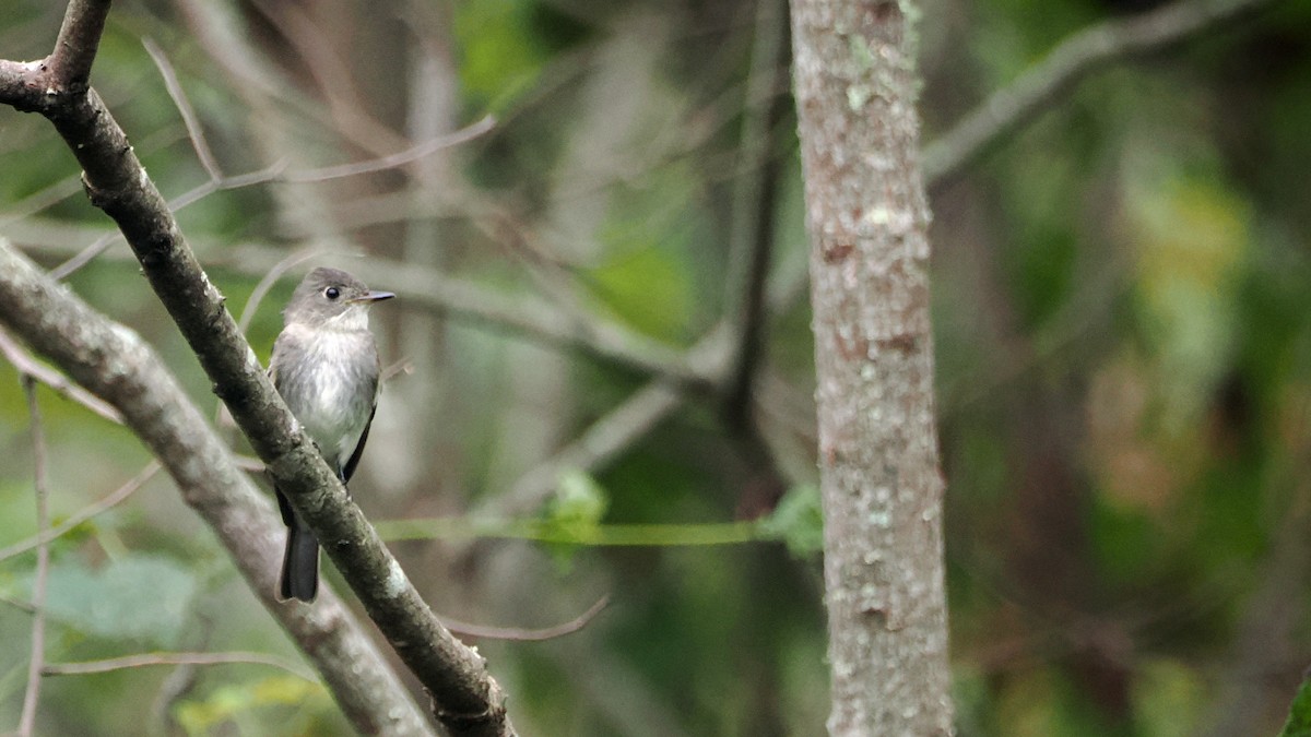 Eastern Wood-Pewee - ML624357717