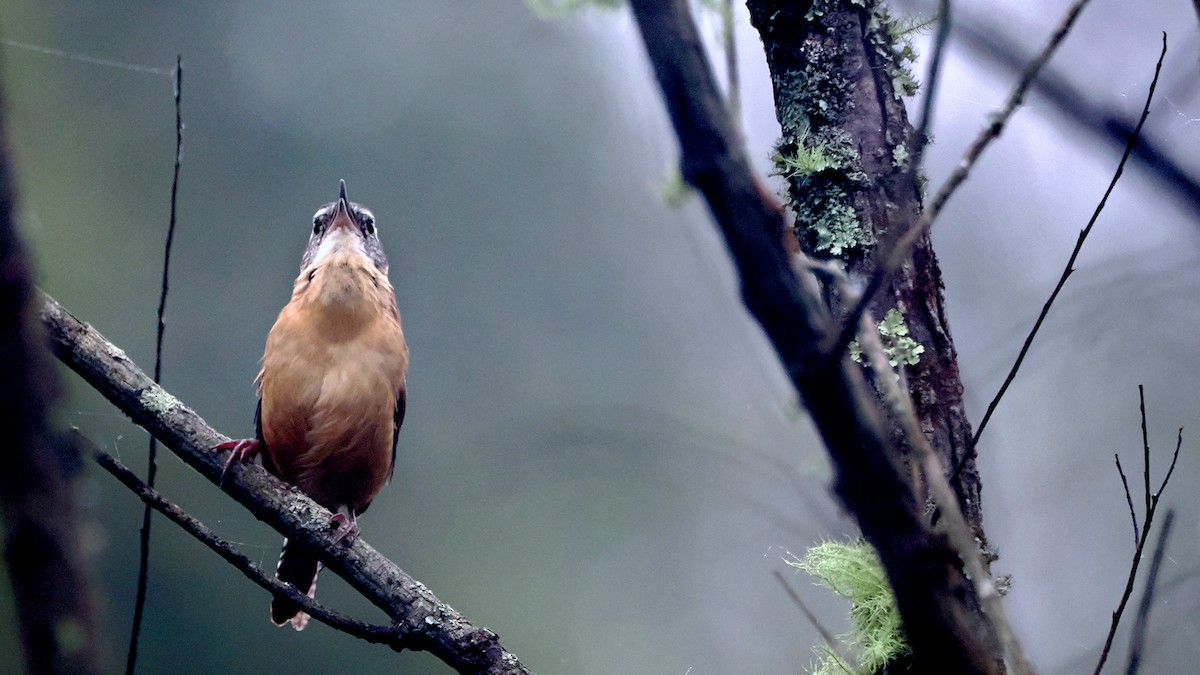 Carolina Wren - ML624357729