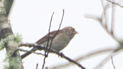 Chipping Sparrow - ML624357748