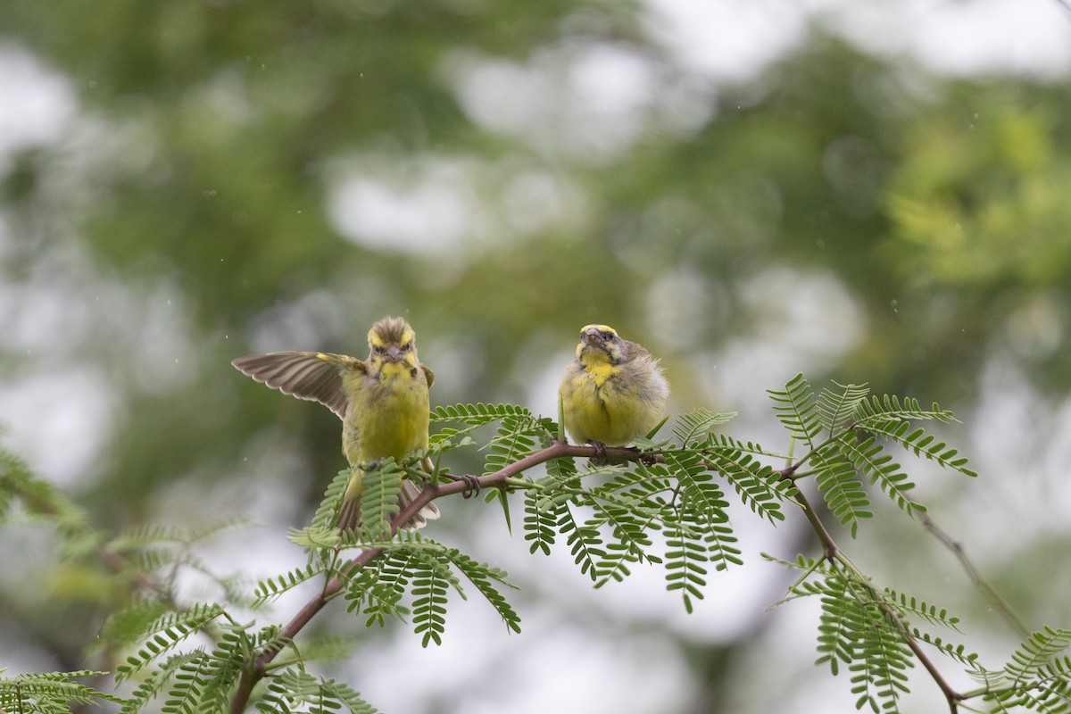 Yellow-fronted Canary - Cory Gregory