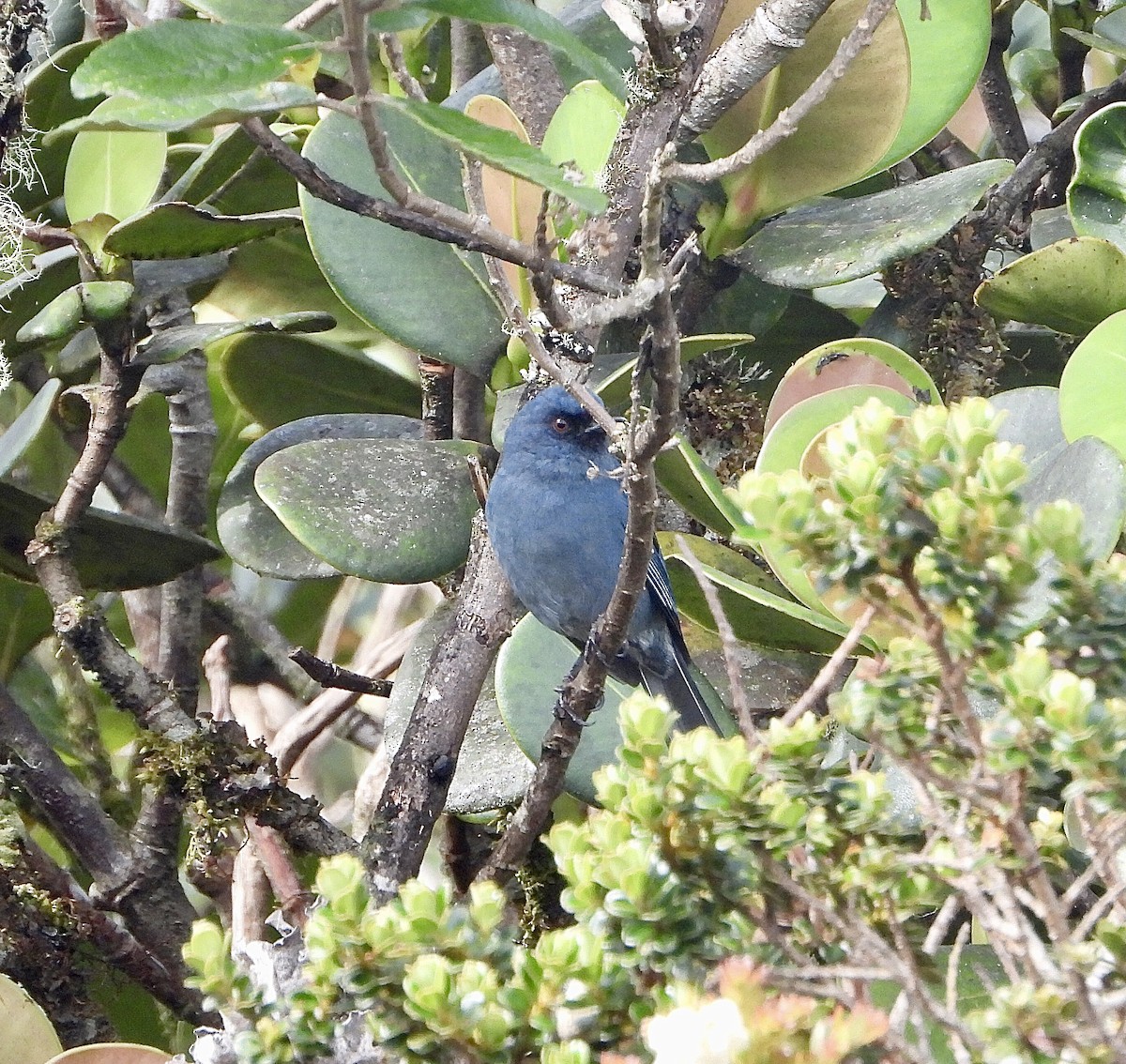 Bluish Flowerpiercer - ML624357875