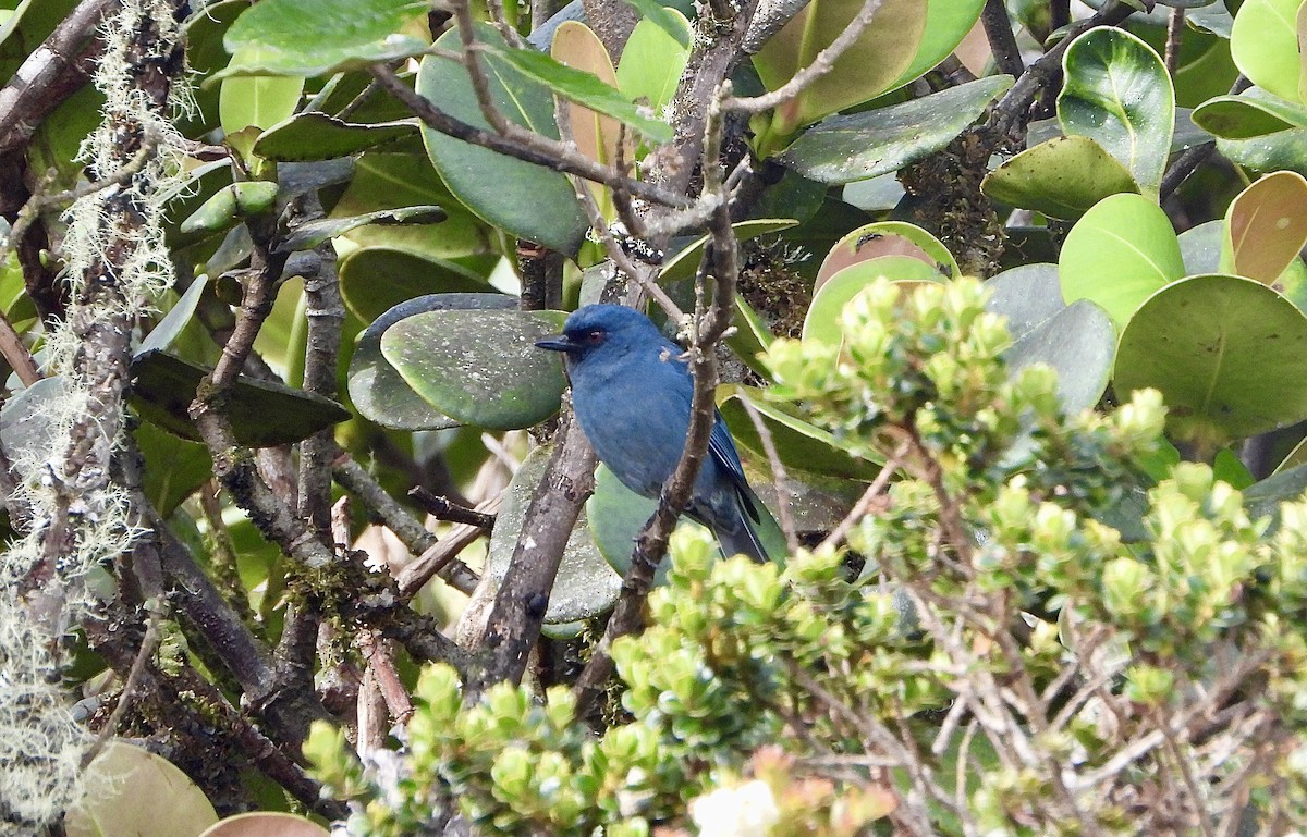 Bluish Flowerpiercer - ML624357877