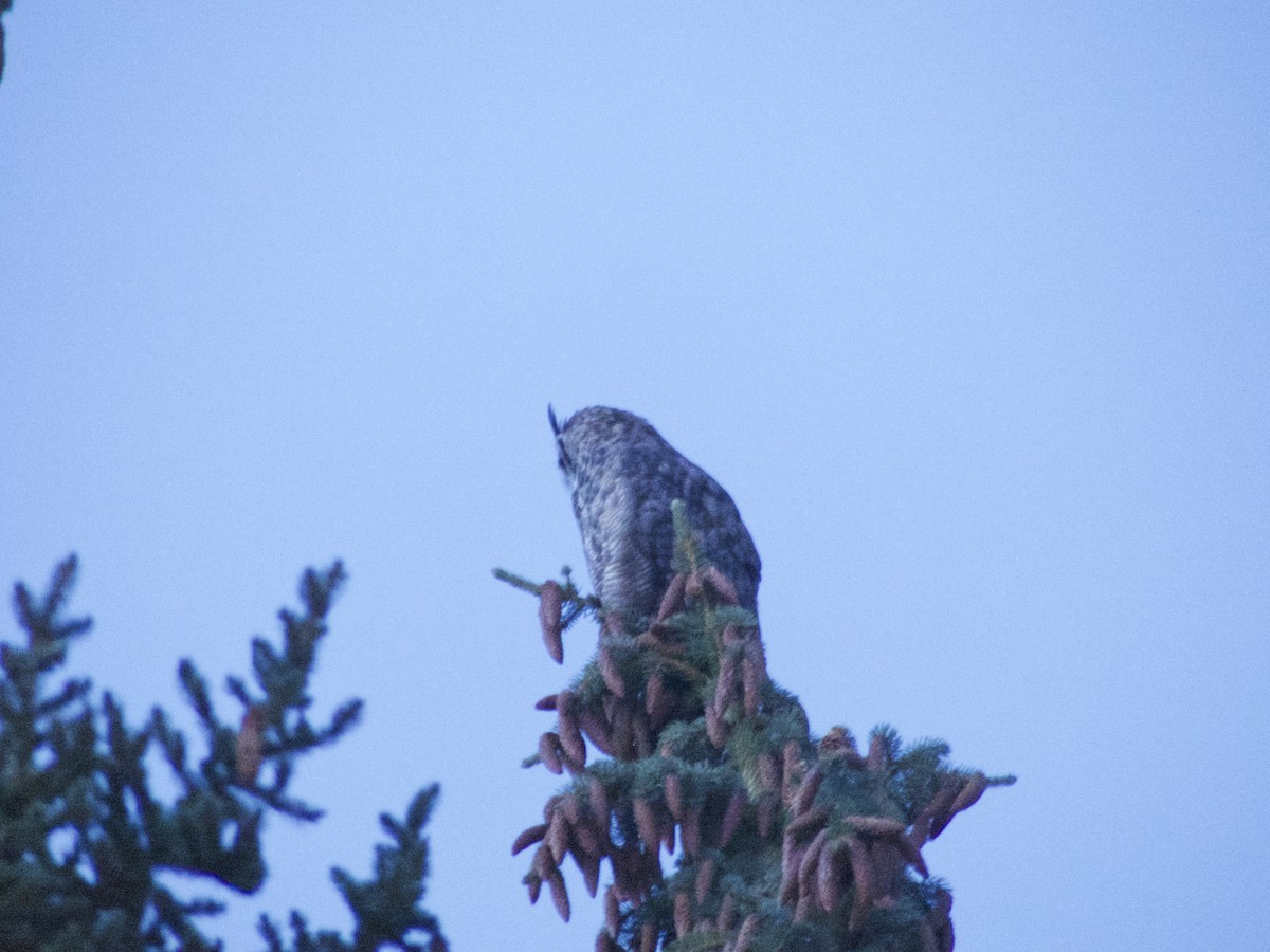 Great Horned Owl - ML624357878