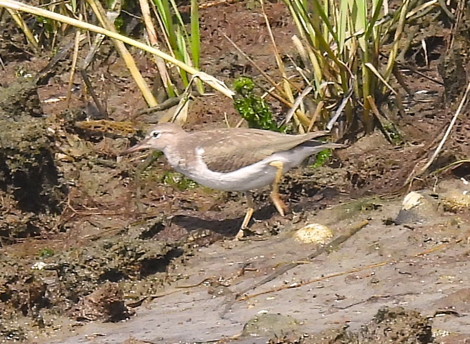 Spotted Sandpiper - ML624357879